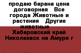 продаю барана цена договорная - Все города Животные и растения » Другие животные   . Хабаровский край,Николаевск-на-Амуре г.